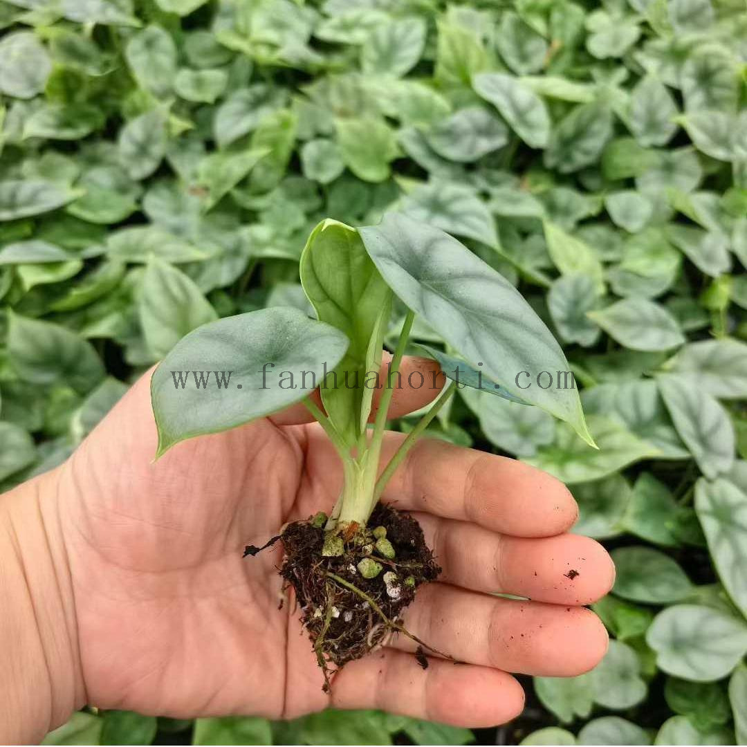SILVER DRAGON Alocasia 