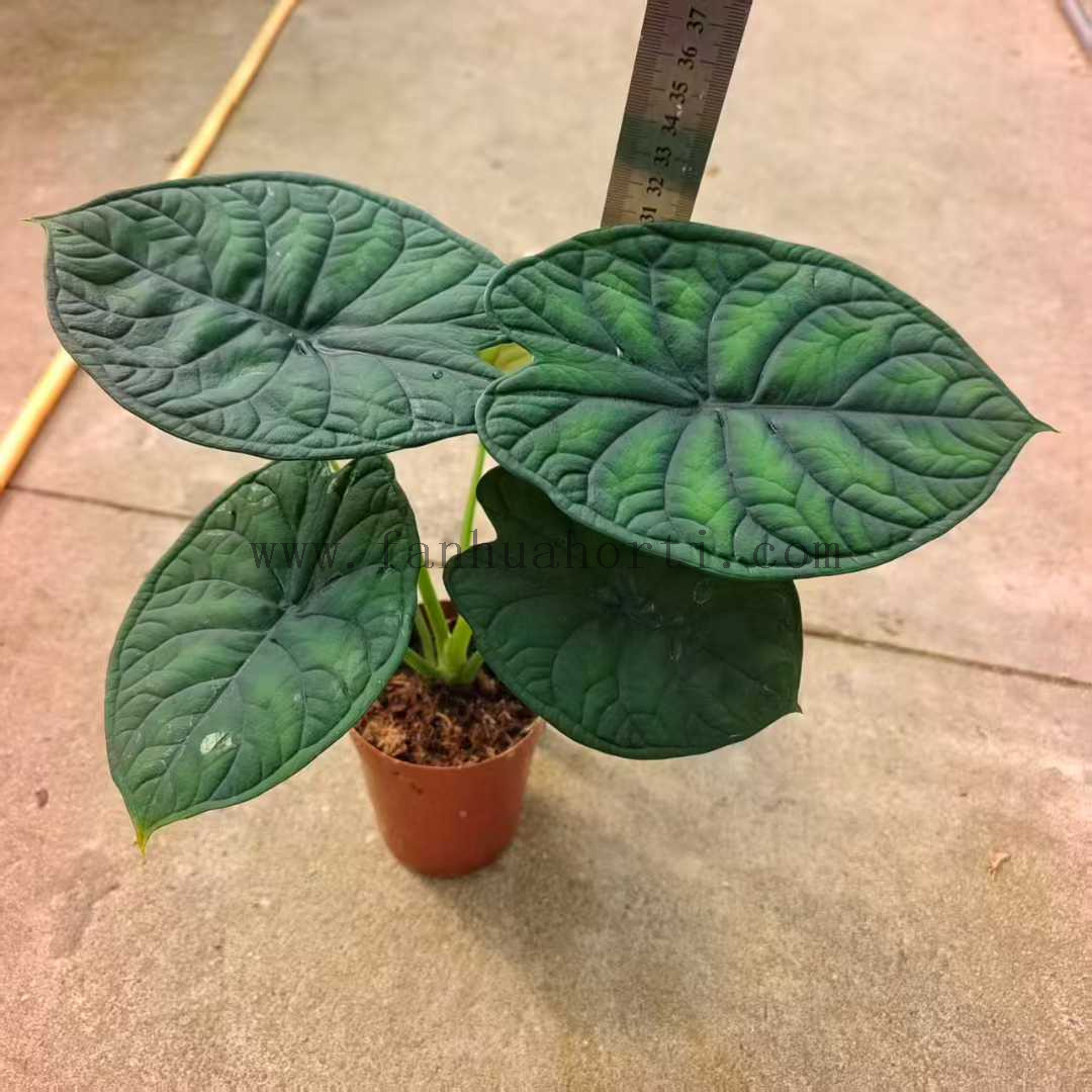 Aegis Alocasia