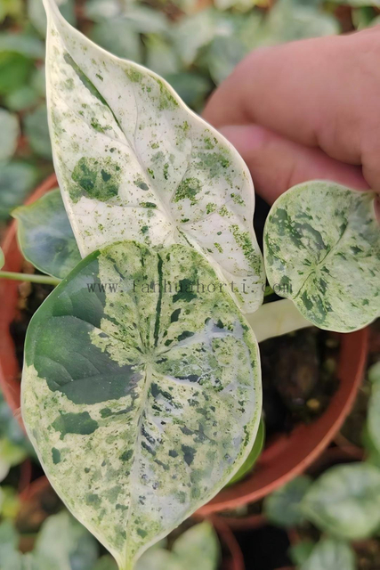 Baginda Dragon Scale Var Alocasia