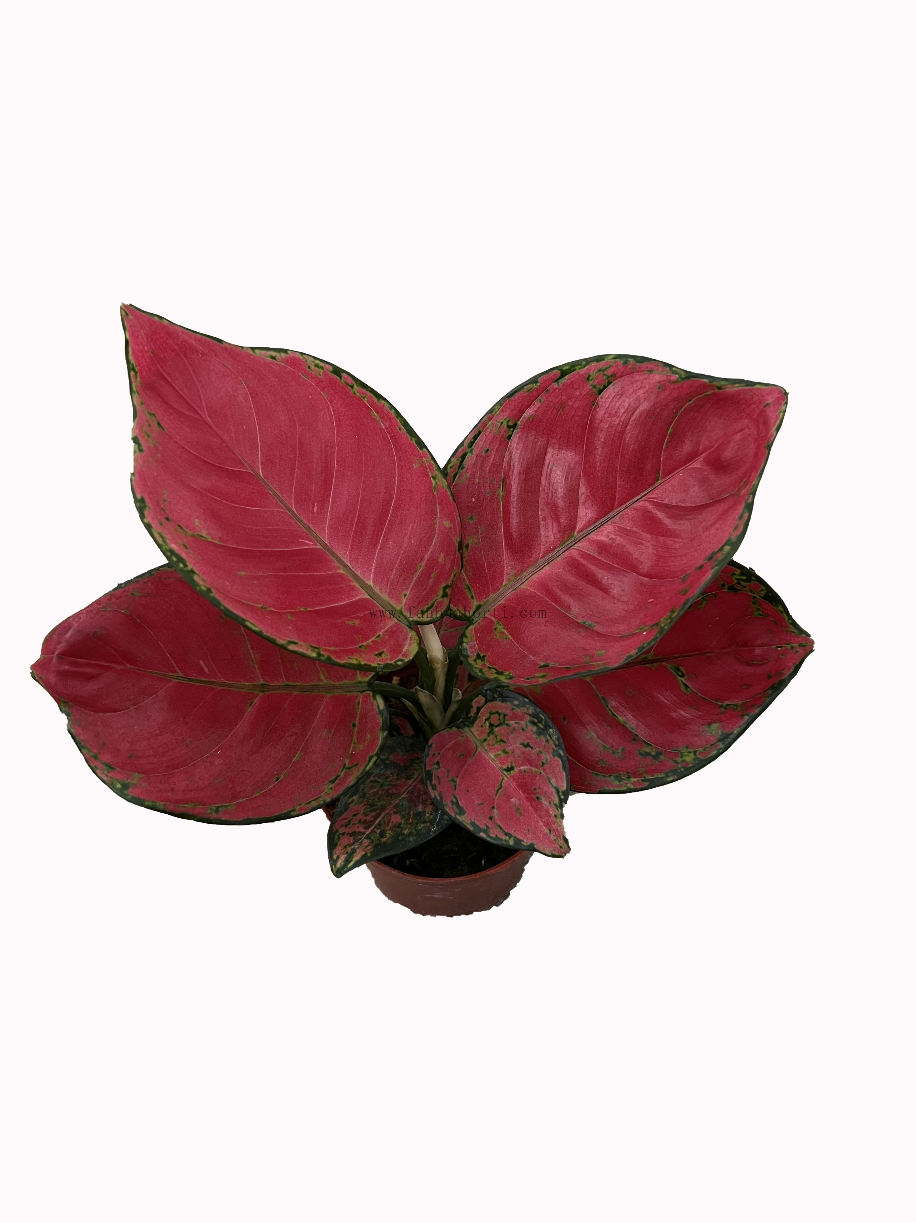 Red Valentine Aglaonema