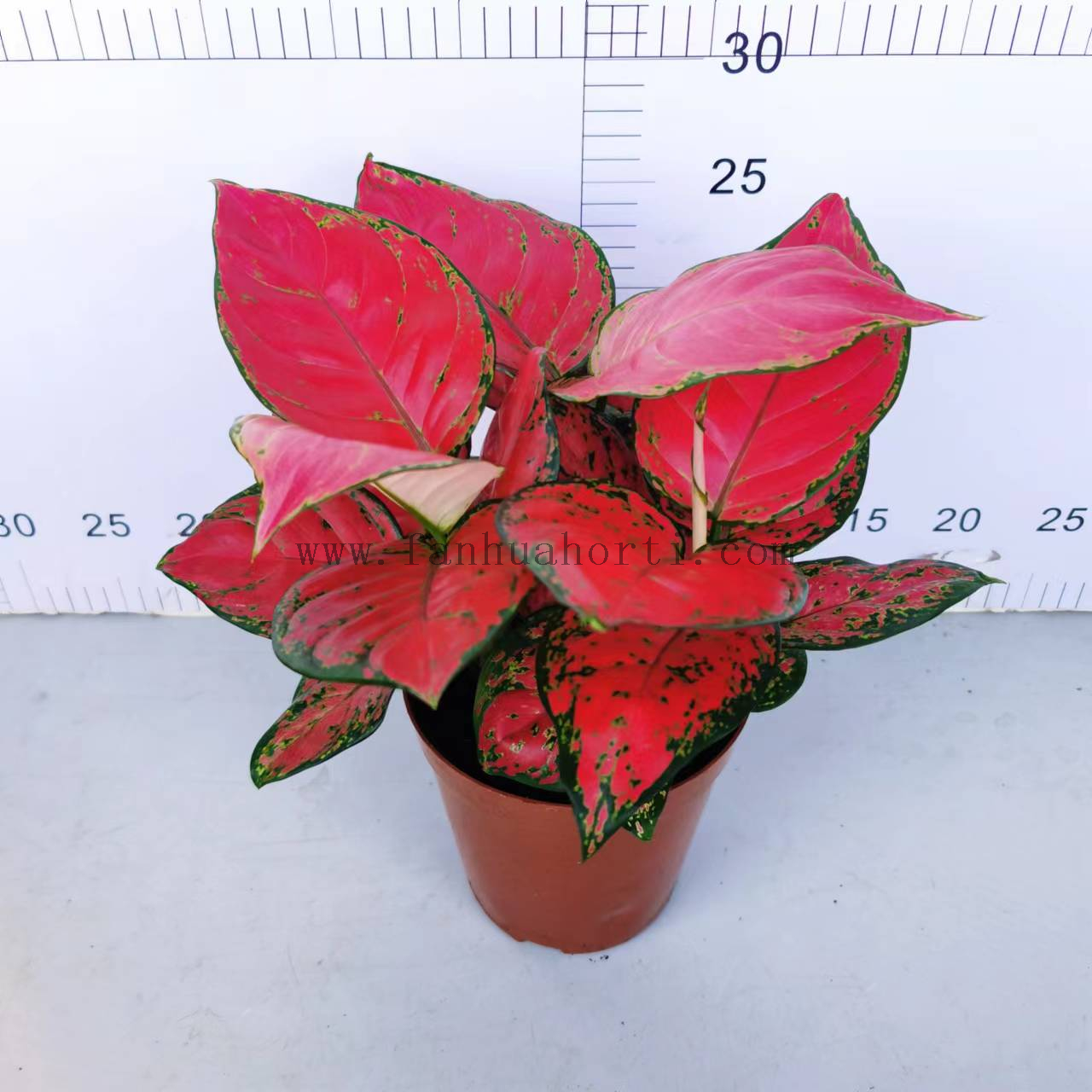 Red Valentine Aglaonema