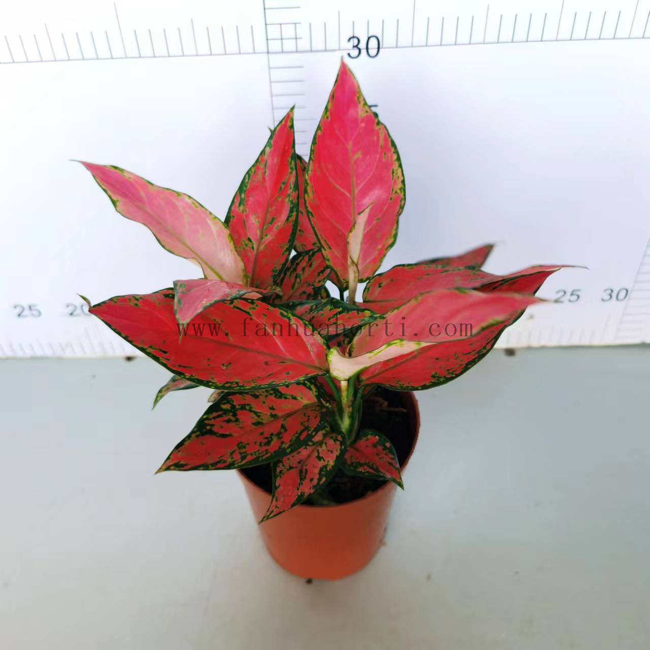 Red Angle Aglaonema