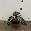 Alocasia Reginula Ninja 110#