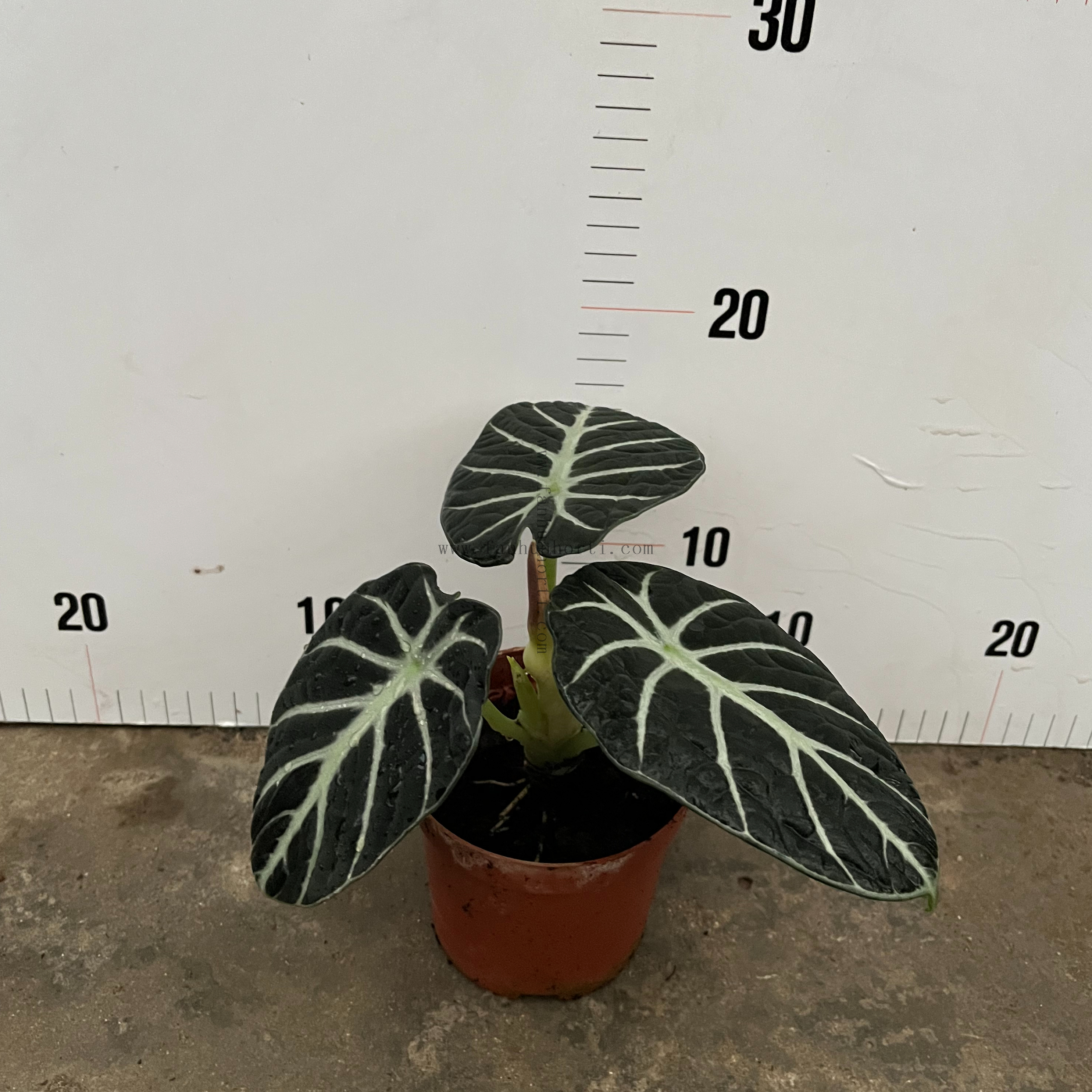 Alocasia Reginula Ninja 110#