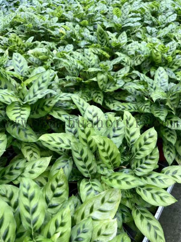 Fio Calathea 140#