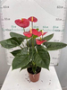 Anthurium Andraeanum Terenza 140#