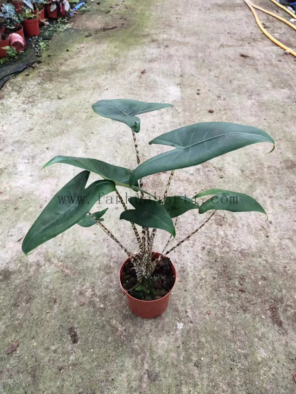 Alocasia Zabrina Double Plant 110#