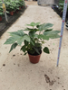 Fatsia Japonica 140#