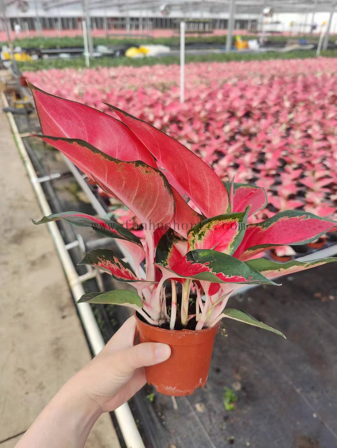 100# Suksom Aglaonema Wholesale Nursery Indoor Potted Green Ornamental Indoor Plant