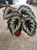 Begonia Fireworks 180#