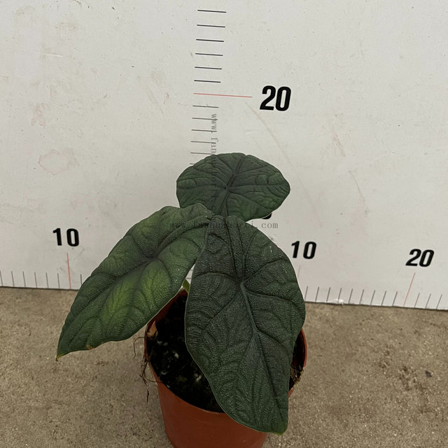 Cantaloupe Alocasia 110#