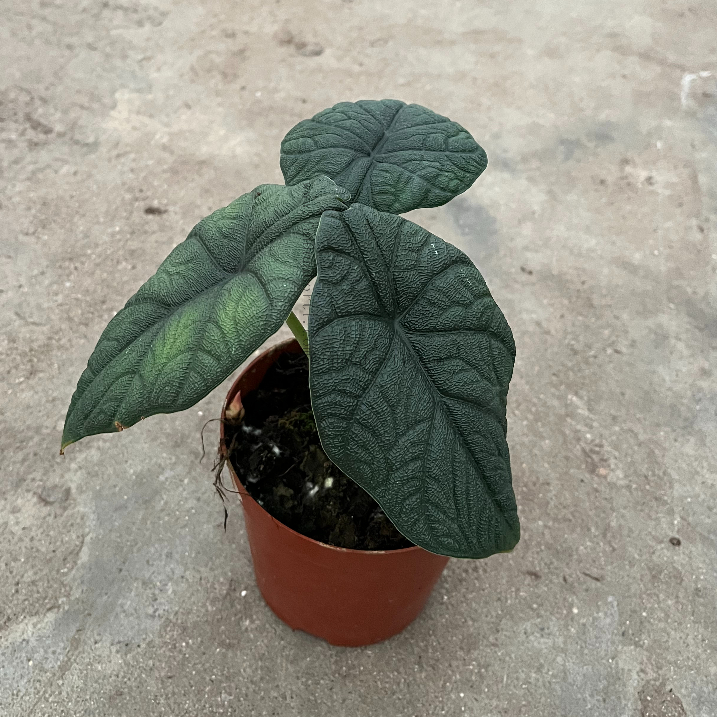 Cantaloupe Alocasia 110#