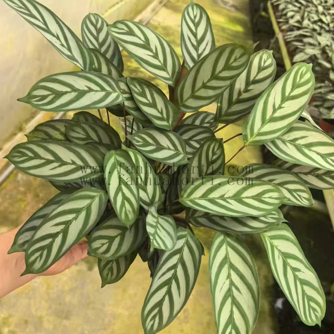 Setosa Maranta