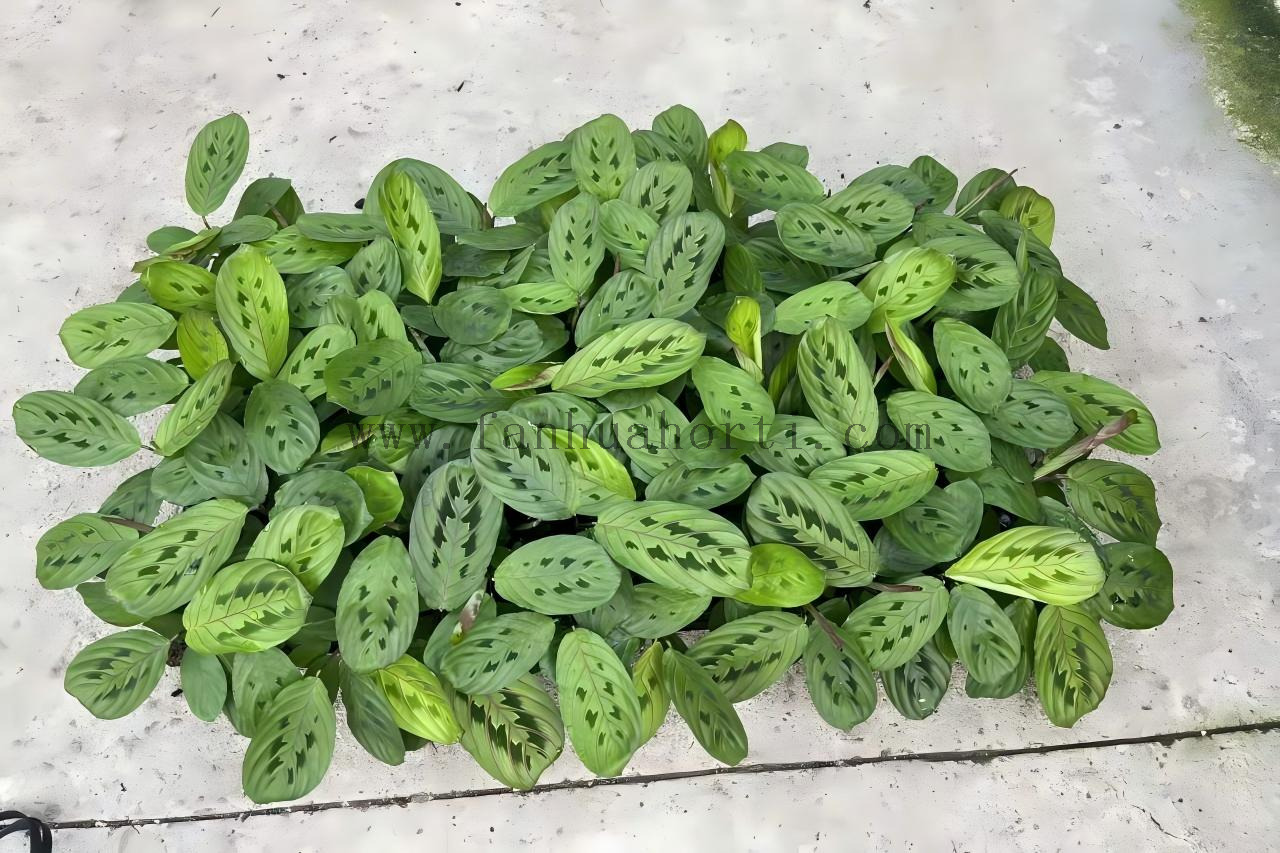 Erythroneura Maranta