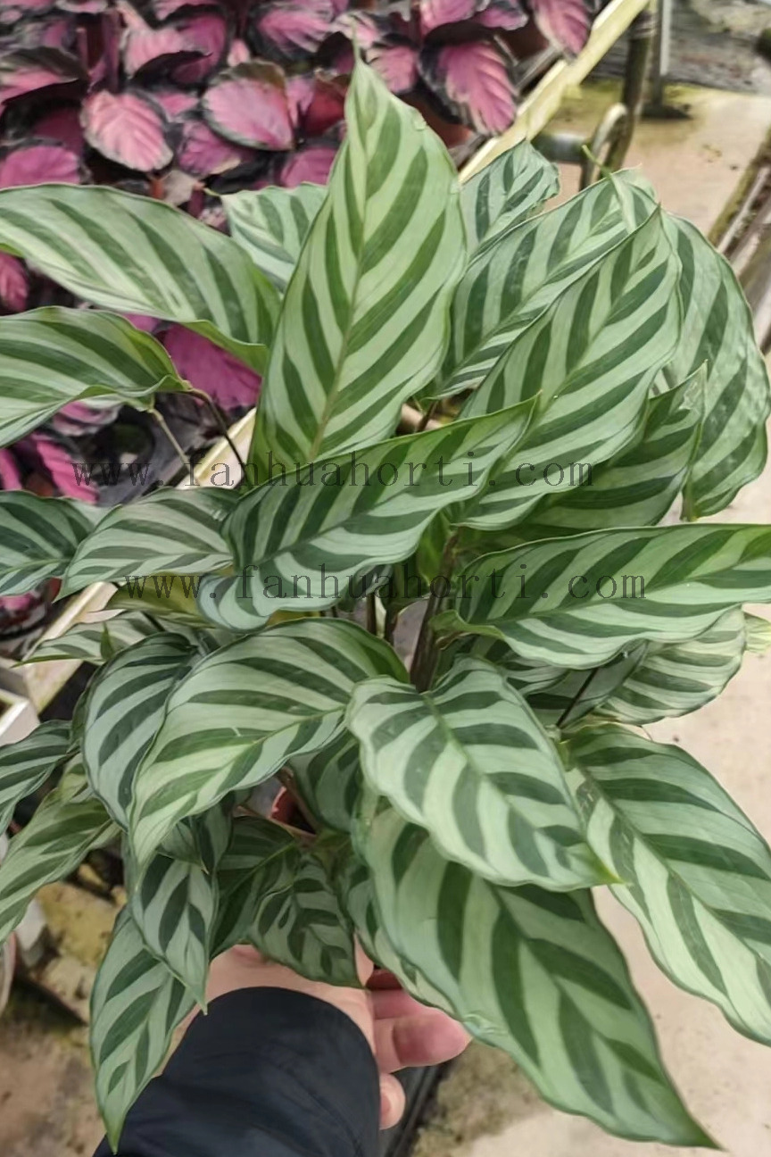  Freddy Calathea