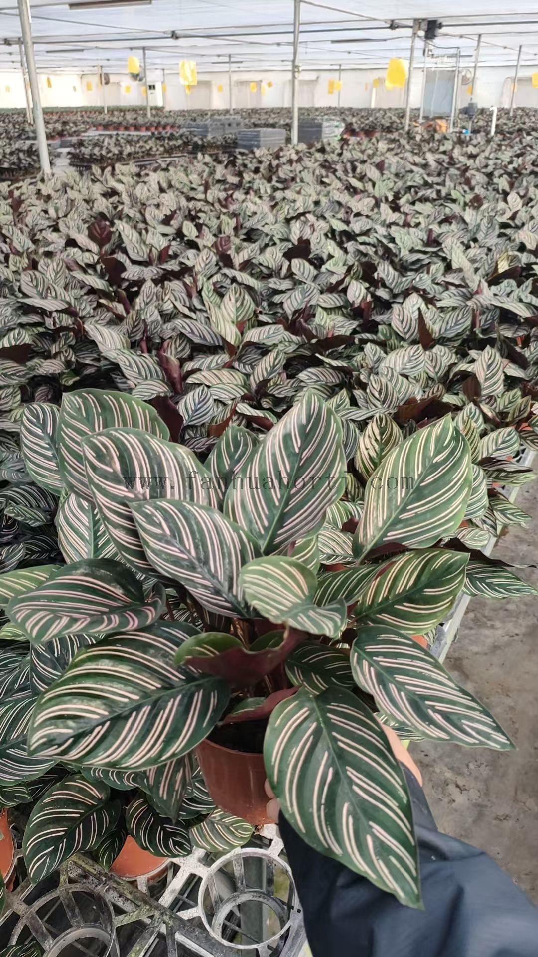 Sanderana Calathea