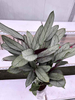 Grey star Maranta