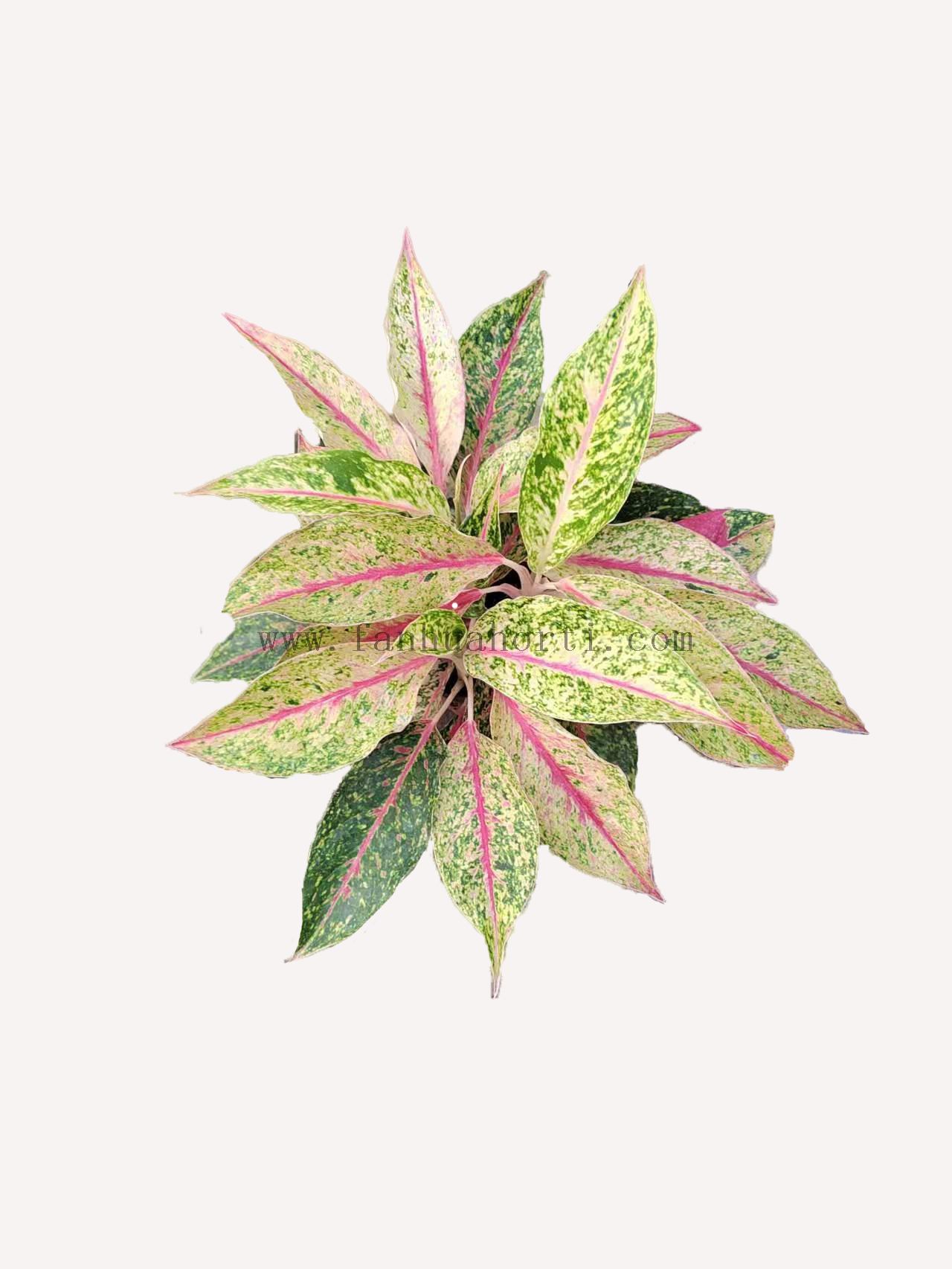 Starshining Aglaonema