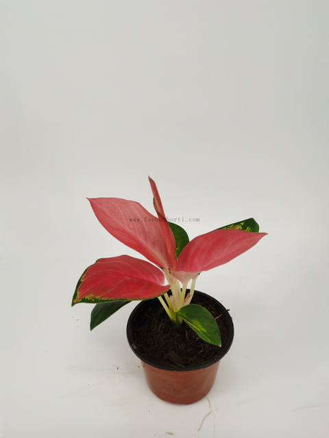 Aglaonema chinese red Chinese Evergreen Plant china red