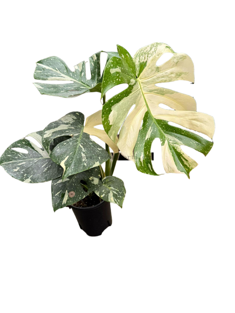 Monstera Thai Constellation