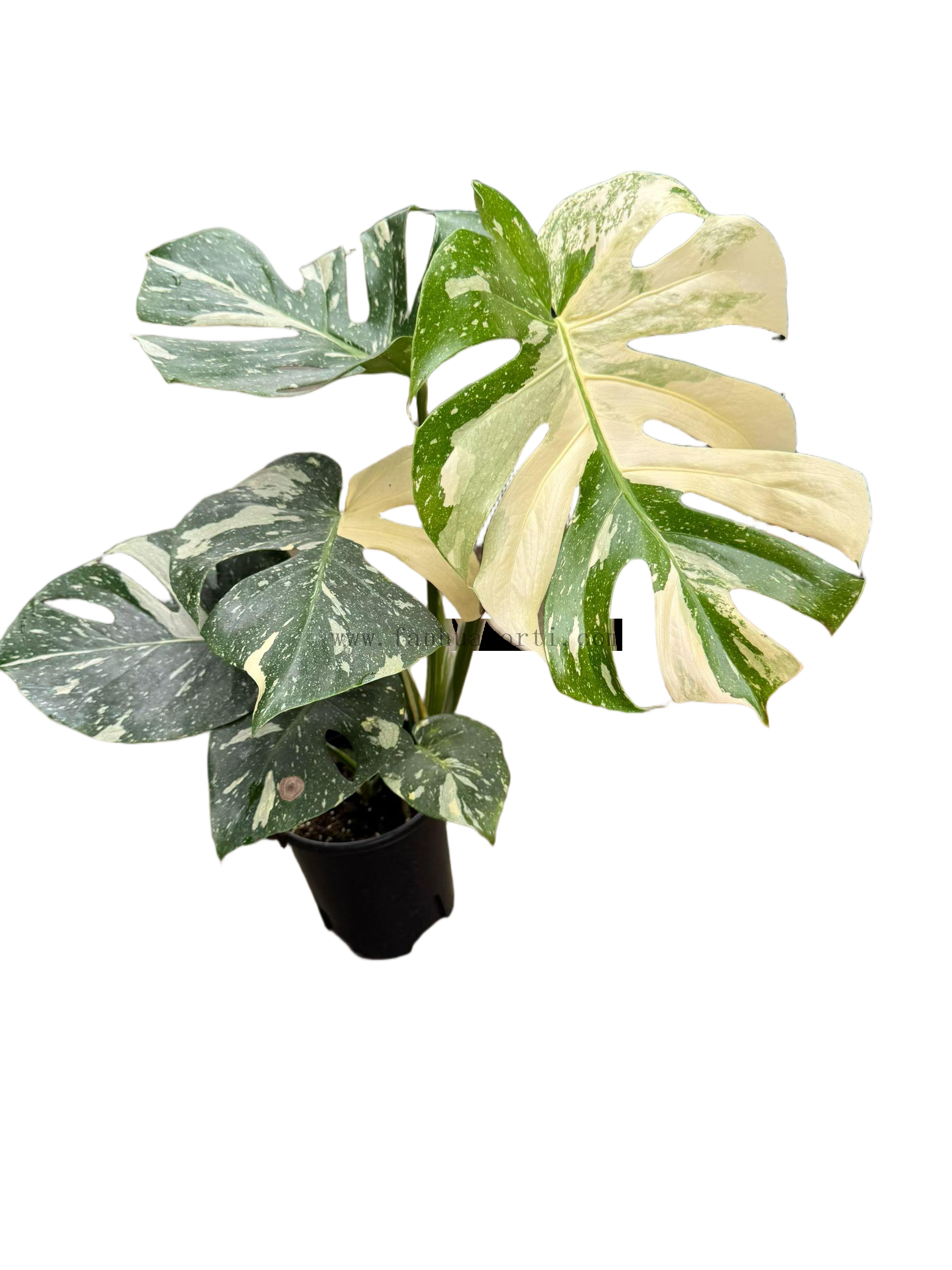 Monstera Thai Constellation