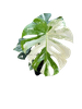 Monstera Thai Constellation