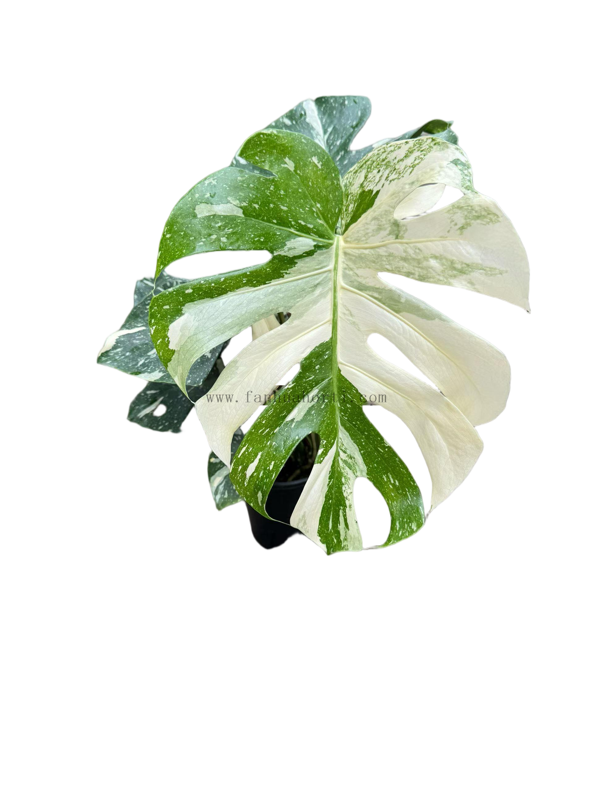 Monstera Thai Constellation
