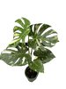 Monstera Thai Constellation