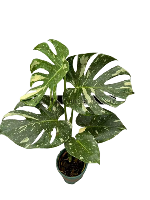 Monstera Thai Constellation