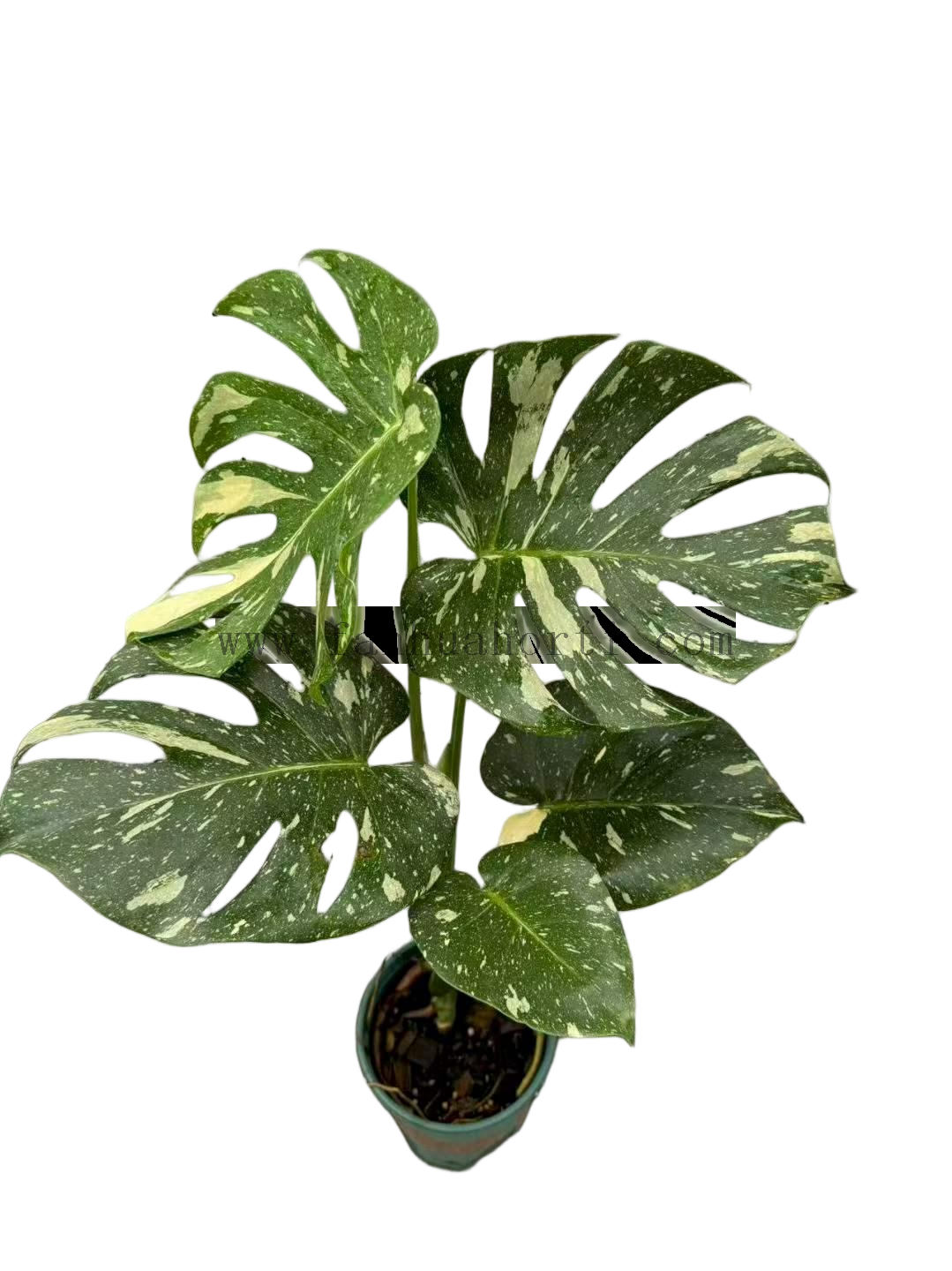 Monstera Thai Constellation
